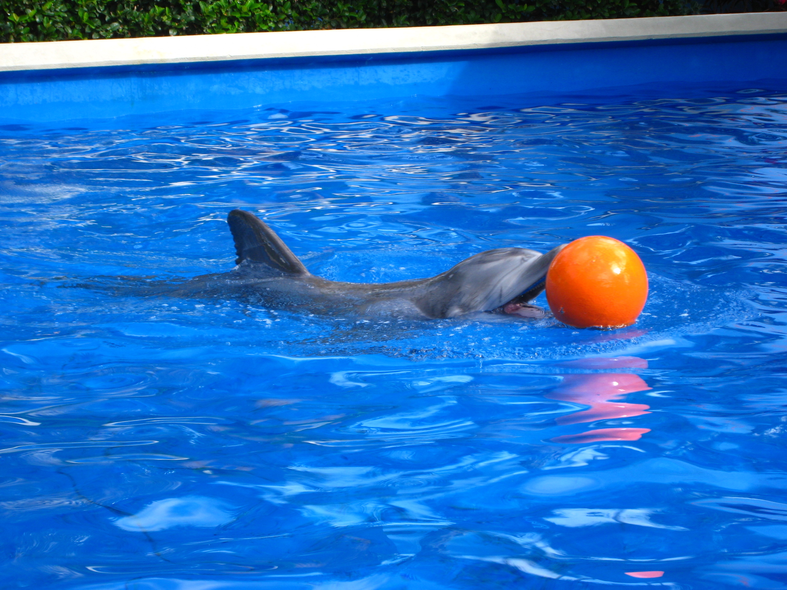 Dolphin plays at Sea World