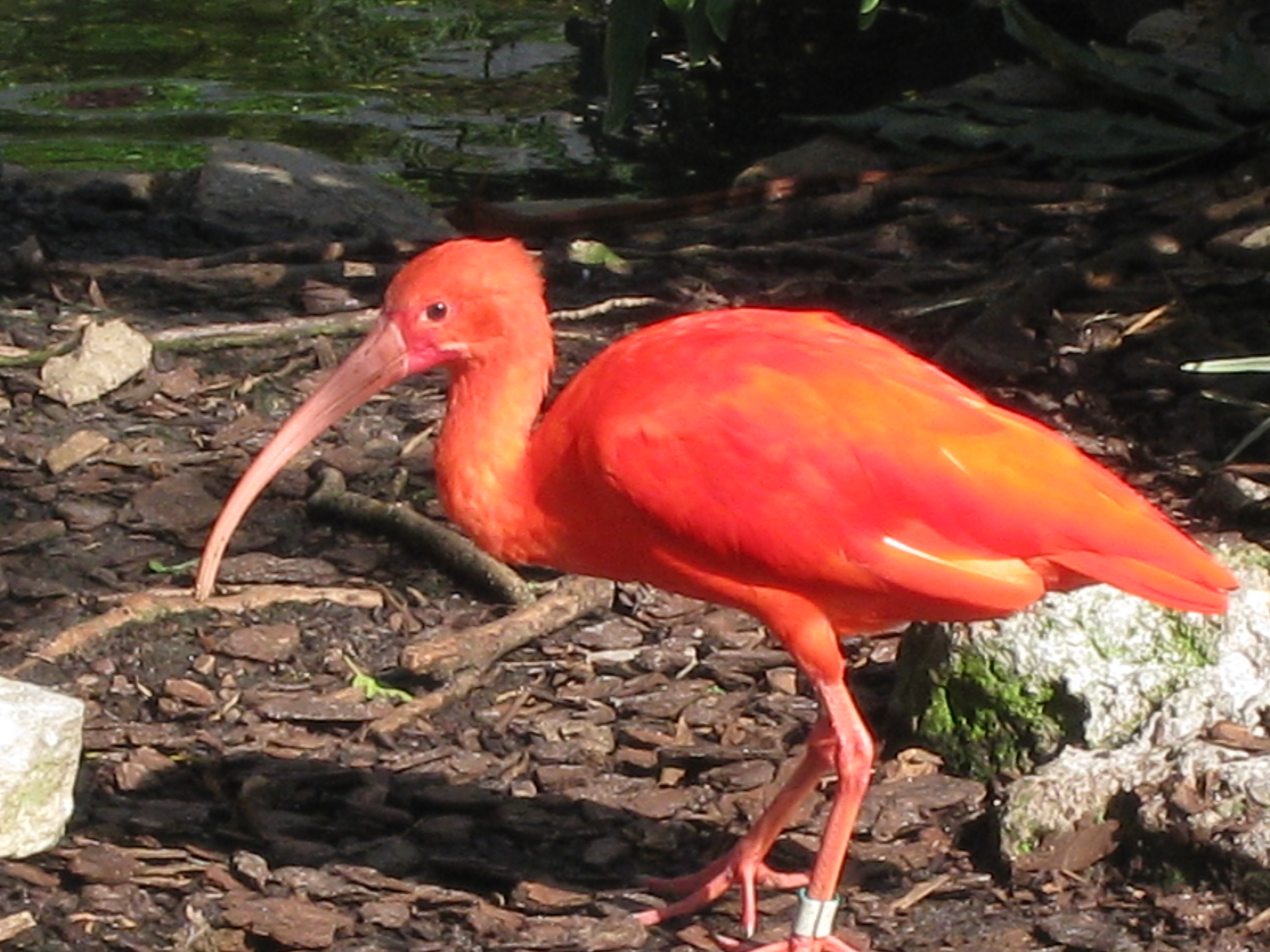 Pink Flamingo at Sea World