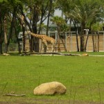 giraffe