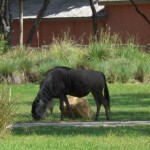 wildebeast