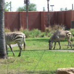 zebras