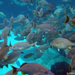 Coral-Reef-DSC01982
