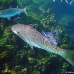 Coral-Reef-DSC02095