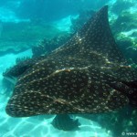 Coral-Reef-DSC02104