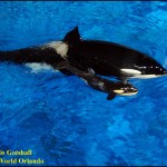Killer whale birth at SeaWorld Orlando October 9 2010 Katina is mom B