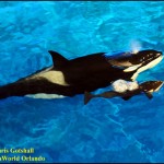 Killer whale birth at SeaWorld Orlando October 9 2010 Katina is mom baby whale is seen exhaling