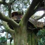Swiss-Family-Treehouse-2