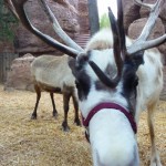 DL - Reindeer Checking us out