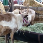 DL - Reindeer Grass and Hay