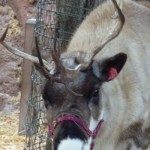 DL - Reindeer Antlers