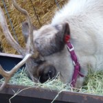 DL - Reindeer Close up