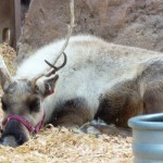 DL - Reindeer Lying Down