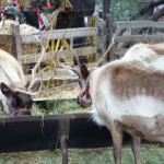 DL - Reindeer Feeding 1