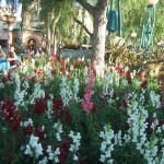 DL Valentine DCA Flowers