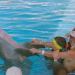 dolphins1