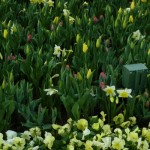 DL Spring Flowers mini daffodils and tulips