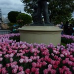 DL Spring Flowers Tulips and Partners
