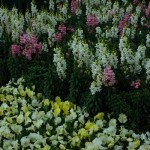 DL Spring Flowers Snaps and Violas