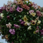 DL Spring Flowers Pansy baskets