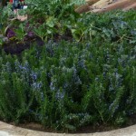 DL Spring Flowers Rosemary