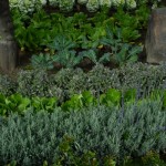 DL Spring Flowers Tomorrowland Lettuces