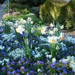 DL Spring Flowers Fantasyland Salome Daffodils
