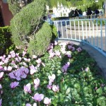 DL Spring Flowers Fantasyland cyclamen