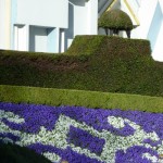 DL Spring Flowers Small World violas