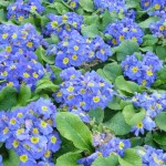 DL Spring Flowers Blue Primroses