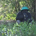 Wild Africa Trek at Animal Kingdom at Walt Disney World