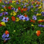 DL Spring Flowers Poppies and Anemone