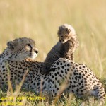 AFRICAN CATS