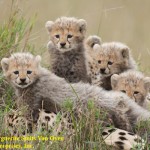 AFRICAN CATS