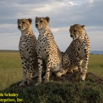 AFRICAN CATS