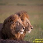 AFRICAN CATS