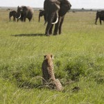 AFRICAN CATS