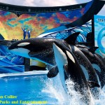 Video: SeaWorld Debuts New Killer Whale Show “One Ocean”