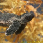 2_Turtle_The_Incredible_Journey_Screengrab_1