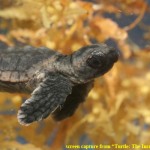 2_Turtle_The_Incredible_Journey_Screengrab_1
