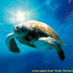 3_Turtle_The_Incredible_Journey