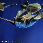 Turtle babies