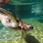 Green sea turtle