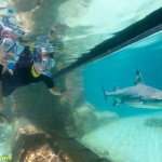 TheGrandReef__Shark