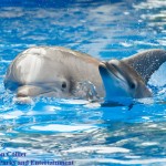SeaWorld Orlando Welcomes New Baby Dolphin to the World
