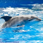 20110726_Aerial_and_Calf_10