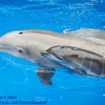 20110726_Aerial_and_Calf_30