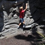 redwood11
