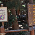 redwood12