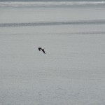 DSC00442