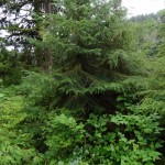 DSC00729